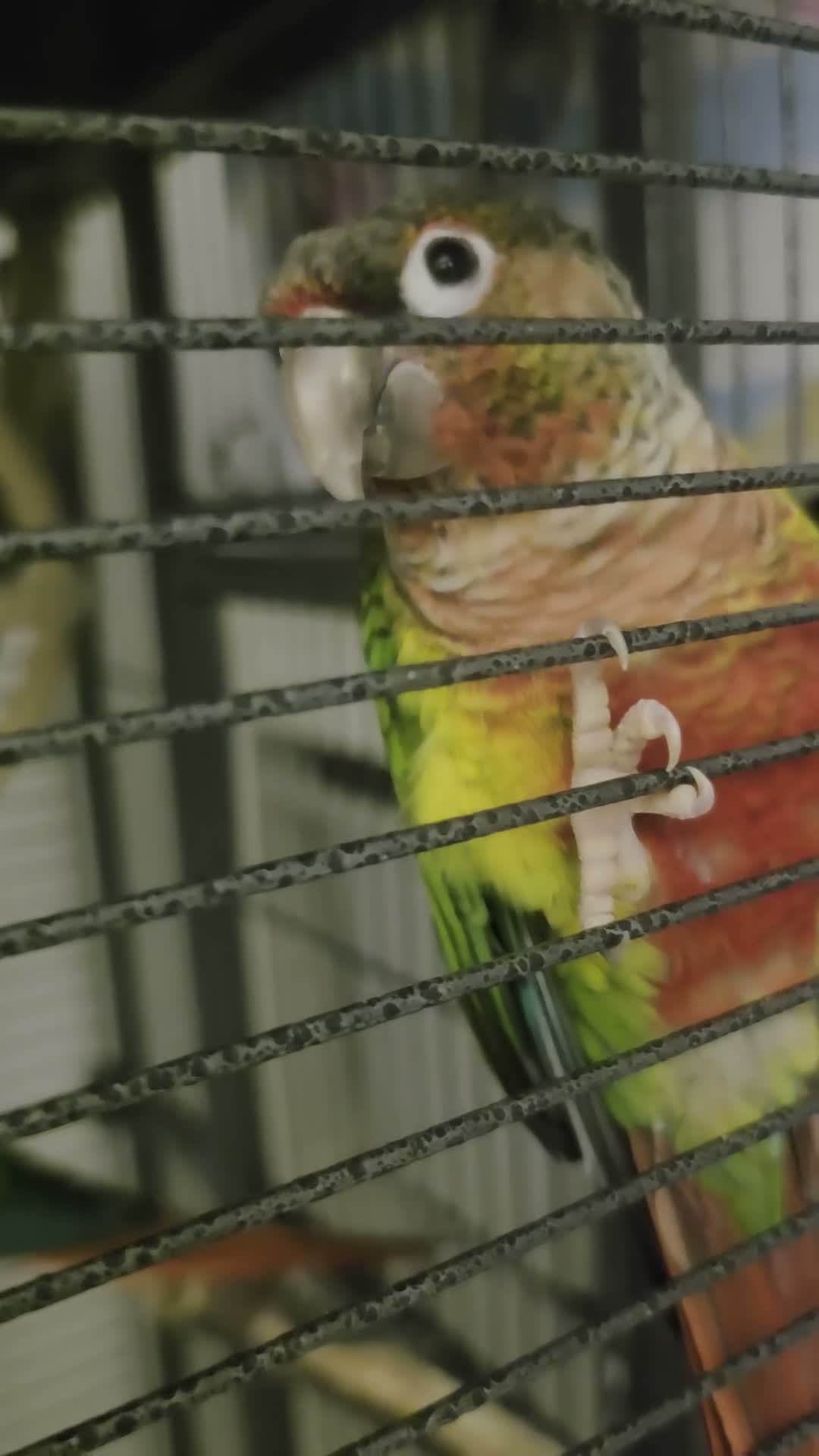 Conures birds for sale: Pair of young conures  - Video 1