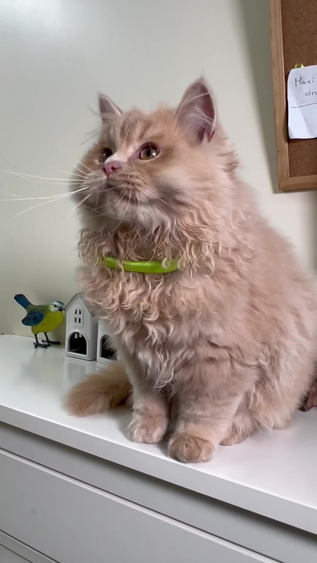 British Shorthair cats for sale: British Longhair & British Shorthair. - Video 1