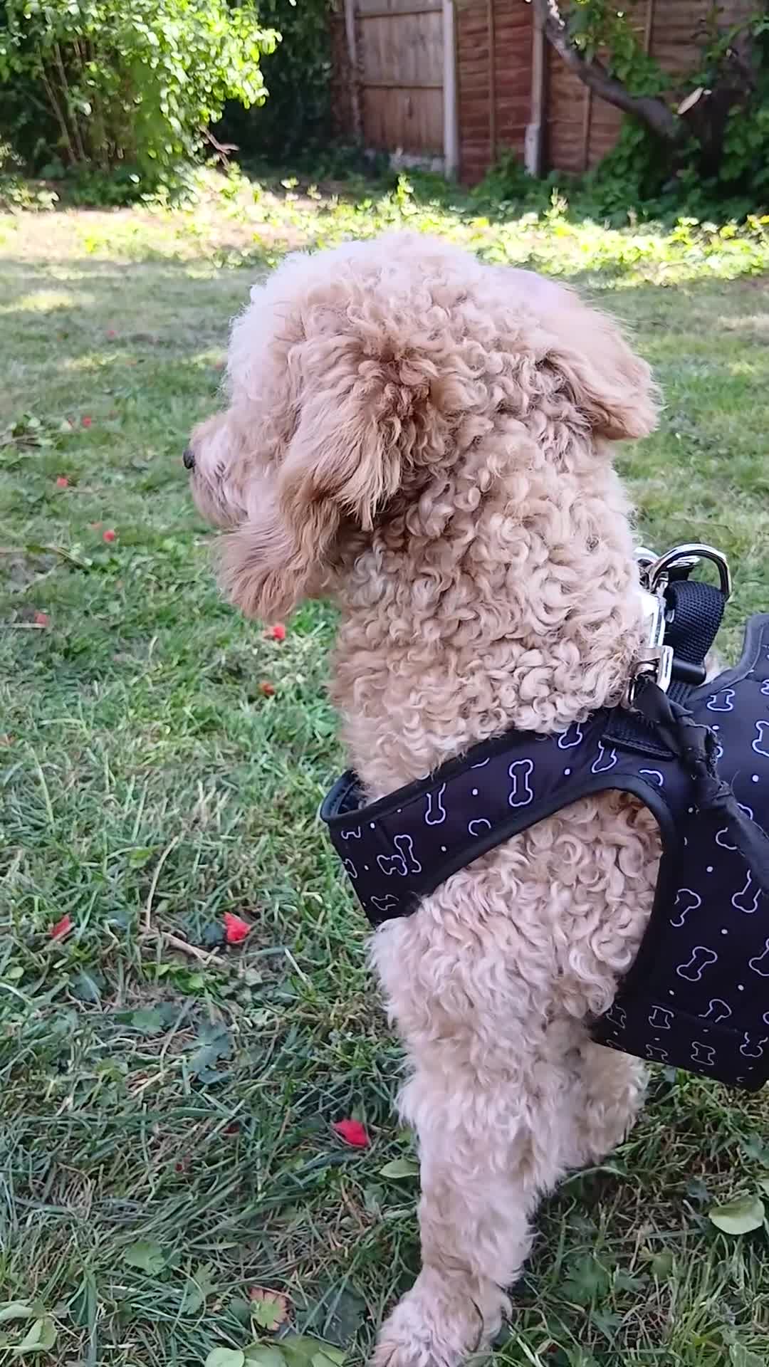 Labradoodle dogs for sale: Toffee in London - Video 1