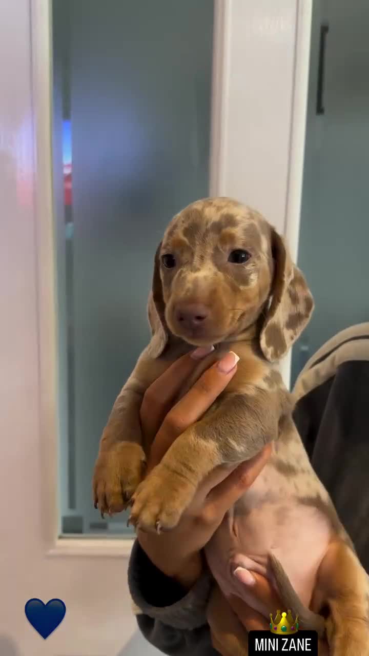 Miniature Dachshund dogs for sale: Minature dachshund  - Video 4
