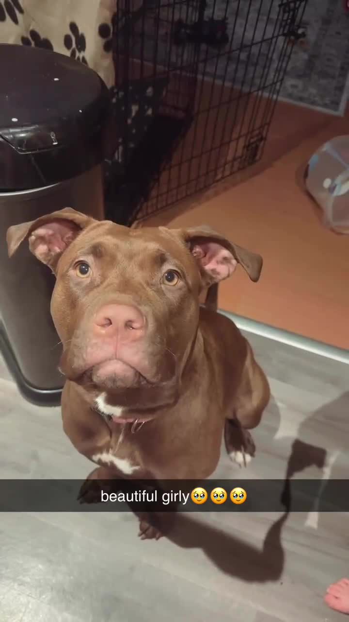 Mixed Breed dogs for sale: Luna staffylab - Video 2