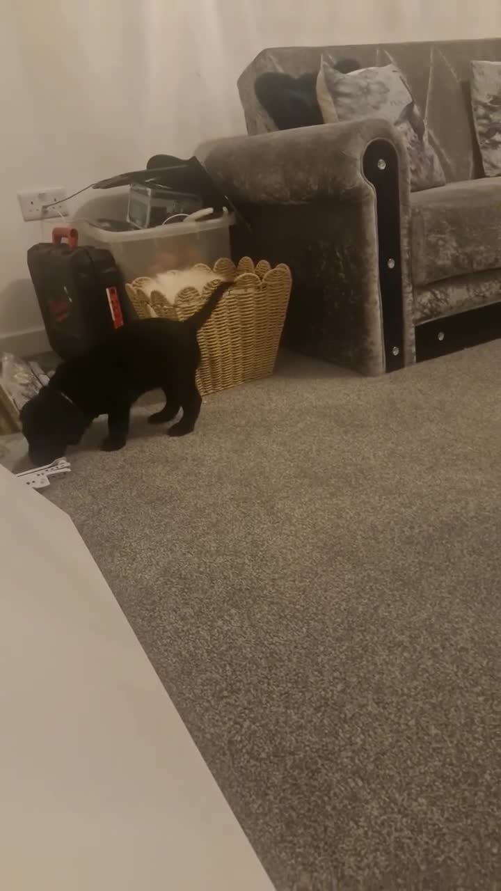 Labrador Retriever dogs for sale: Labrador Retriver girl - Video 1