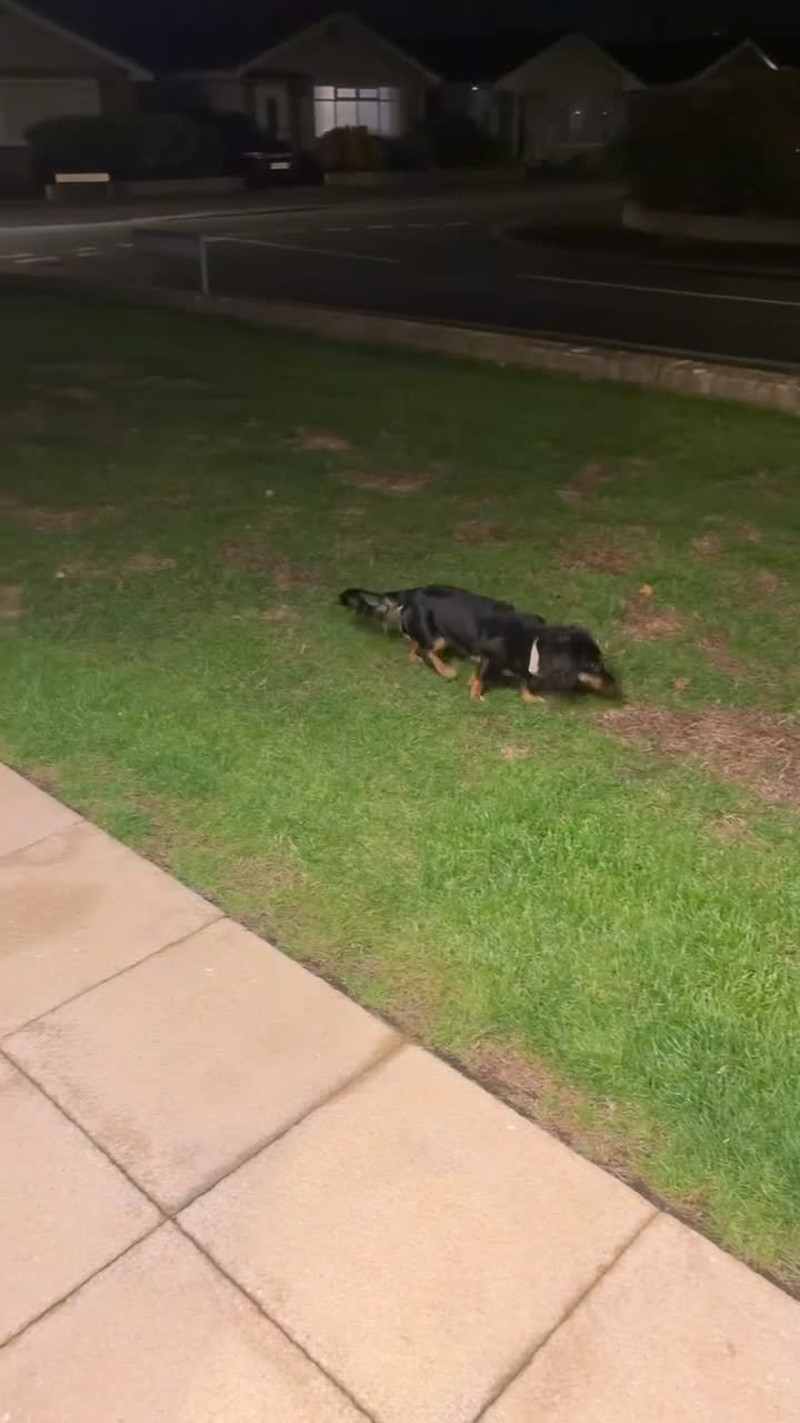 Miniature Dachshund dogs for sale: 2 yo female  - Video 1