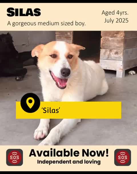 Mixed Breed dogs for adoption: Silas. 4 yrs approx. Available for adoption. in Brixham - Video 1