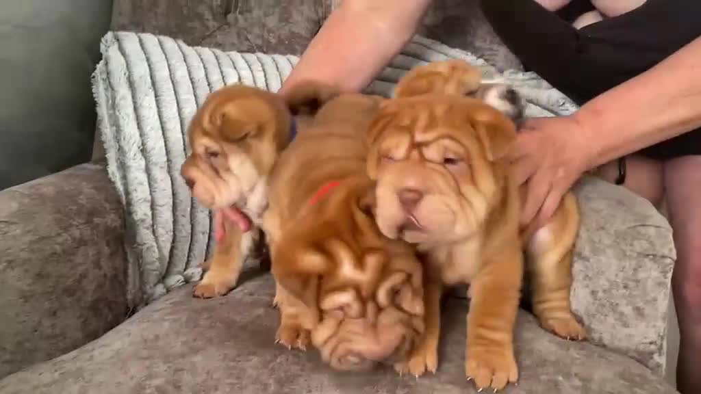 Shar Pei dogs for sale: 7 WEEKS Beautiful KC Registered Shar Pei Puppies - Video 1