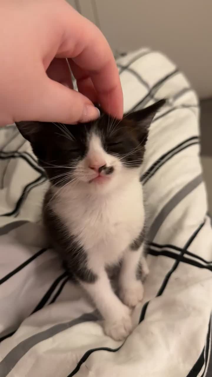 Domestic Shorthair cats for sale: Mixed litter of kittens - Video 2