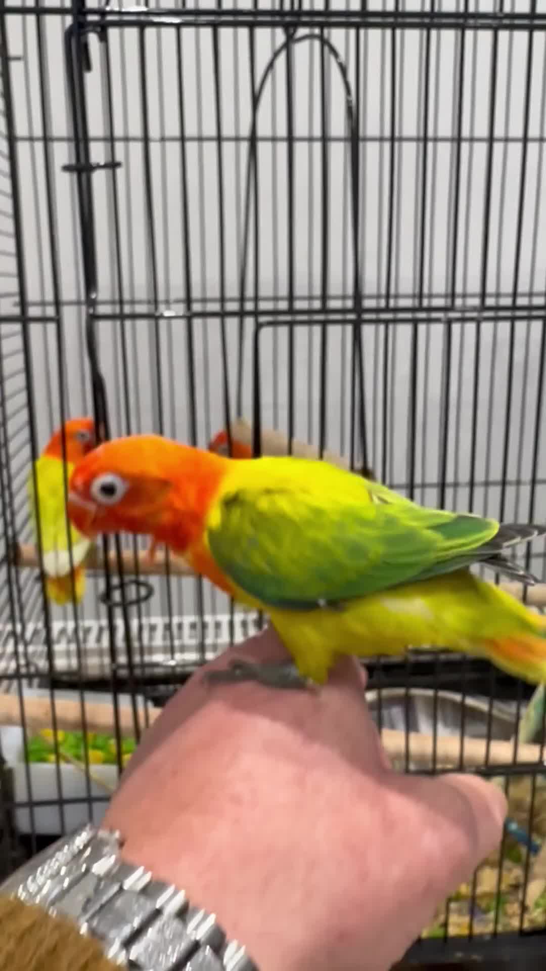 Lovebirds birds for sale: Tame fischer lovebirds  - Video 2