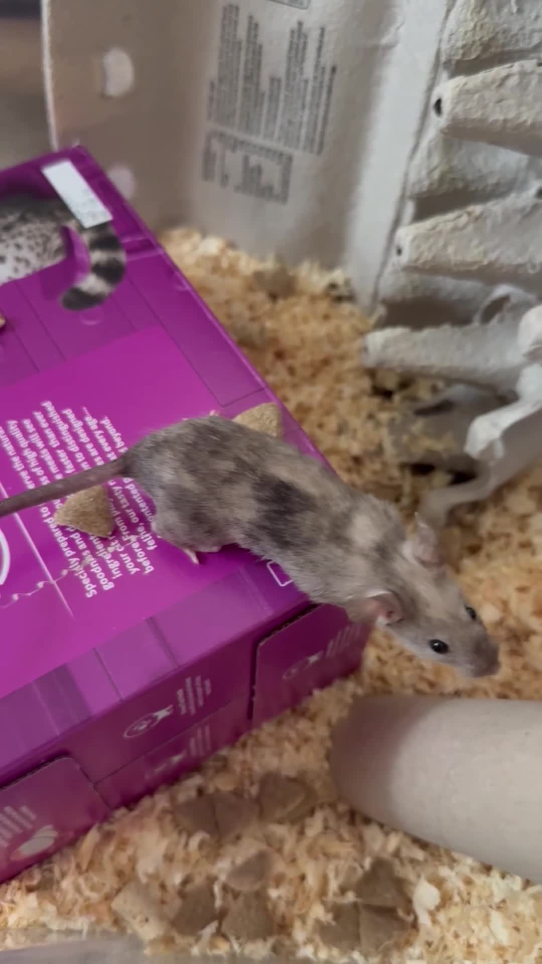 Mouse rodents for sale: Two sweet male mice  in ELY - Video 1