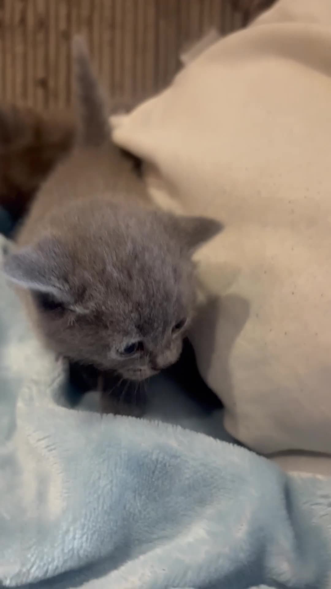 British Shorthair cats for sale: British Shorthair Kittens  - Video 1