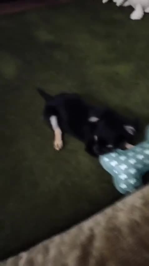 Chihuahua dogs for sale: Long haired Black and Tan chihuahua - Video 1