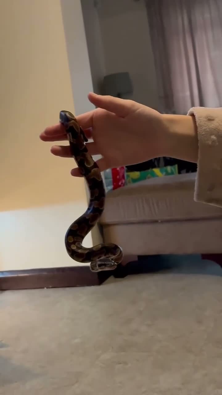 Python Snake reptiles for sale: 🐍 Baby Calico Ball Python for Sale in Benfleet - Video 1