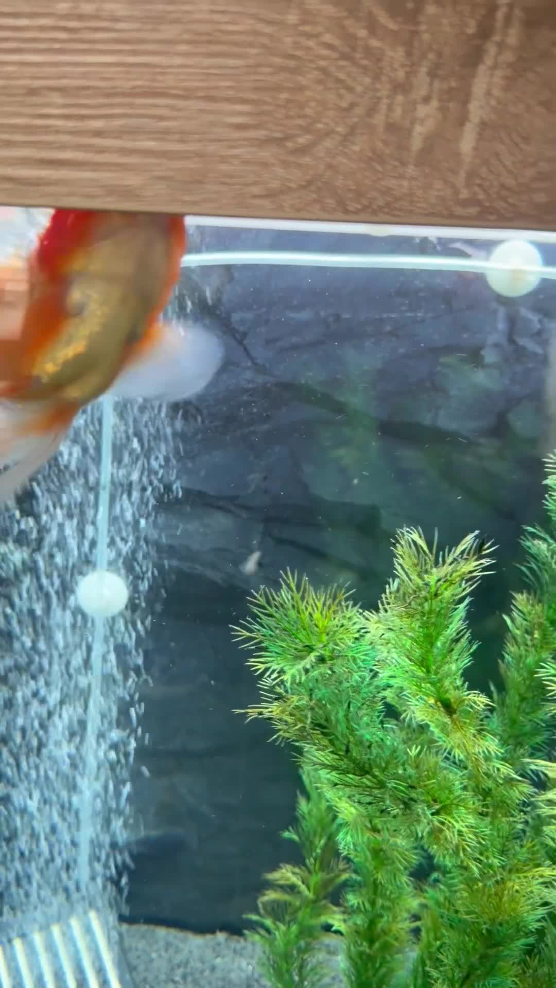 Fancy Goldfish fish for sale: Seabray elite aquarium 340l and fish full set up  - Video 1