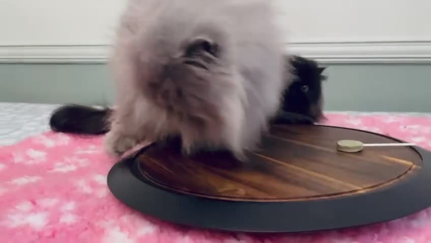 Persian cats for sale: Beautiful girl Pure Persian cat - Video 1