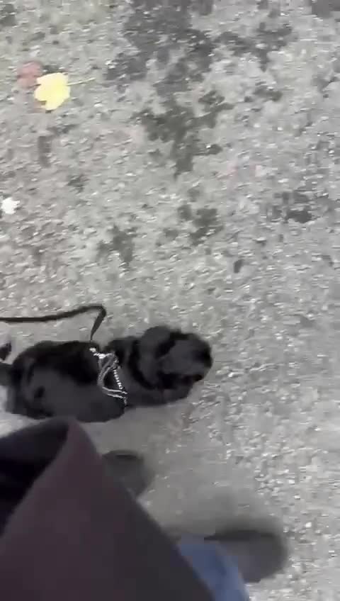 Pug dogs for sale: Scar fluffy pug - Video 1