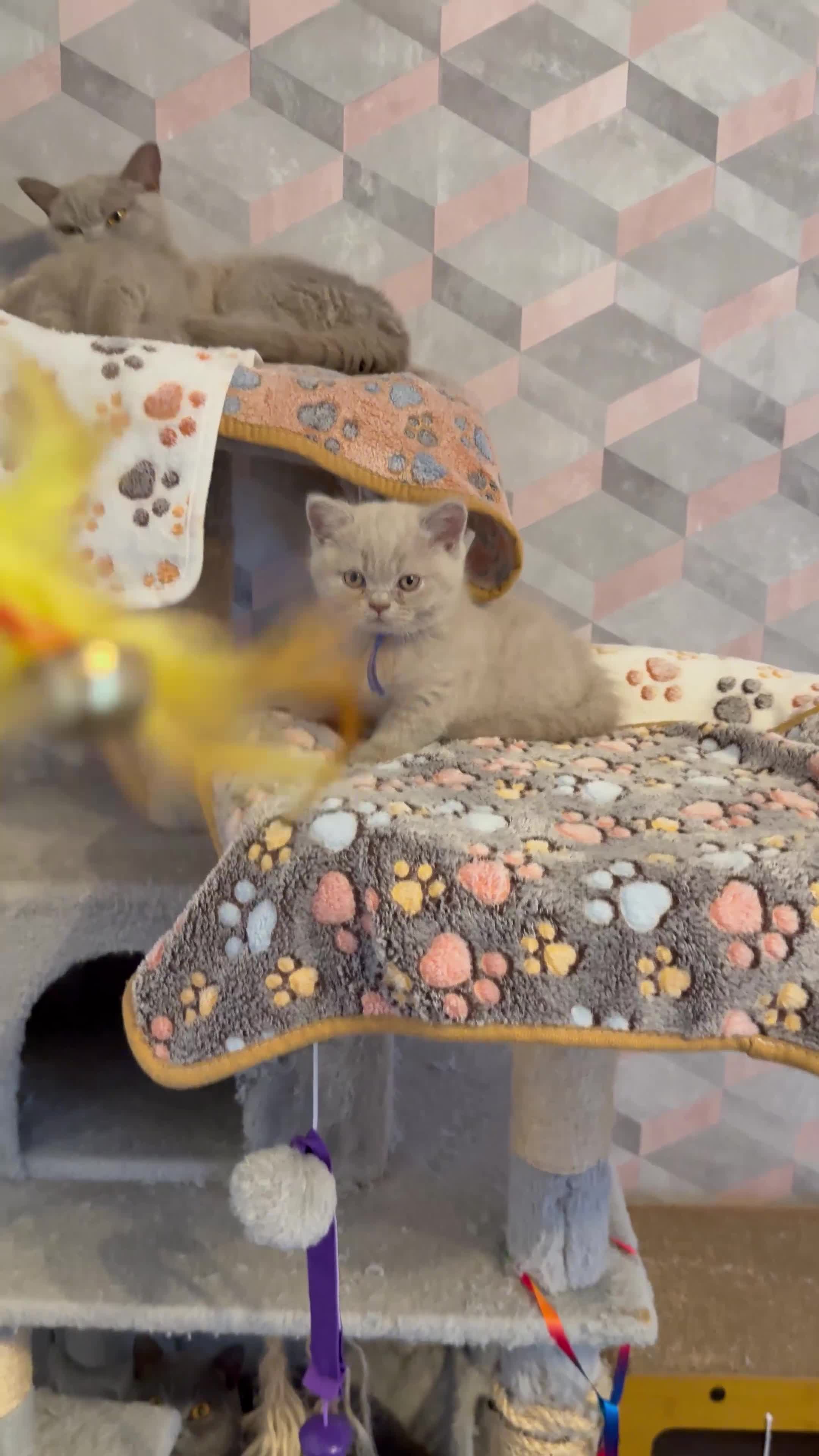 British Shorthair cats for sale: Champion Line British Shorthair Kittens - Video 2