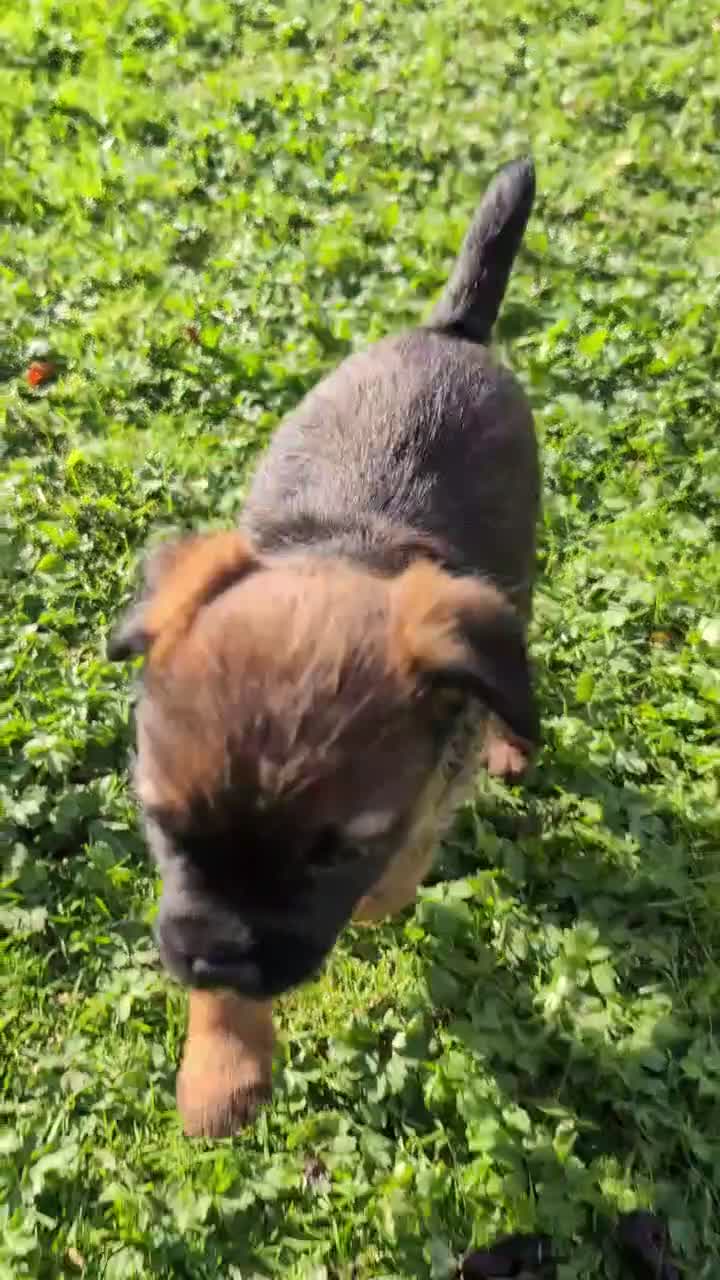 Border Terrier dogs for sale: Boisterous Borders  - Video 1