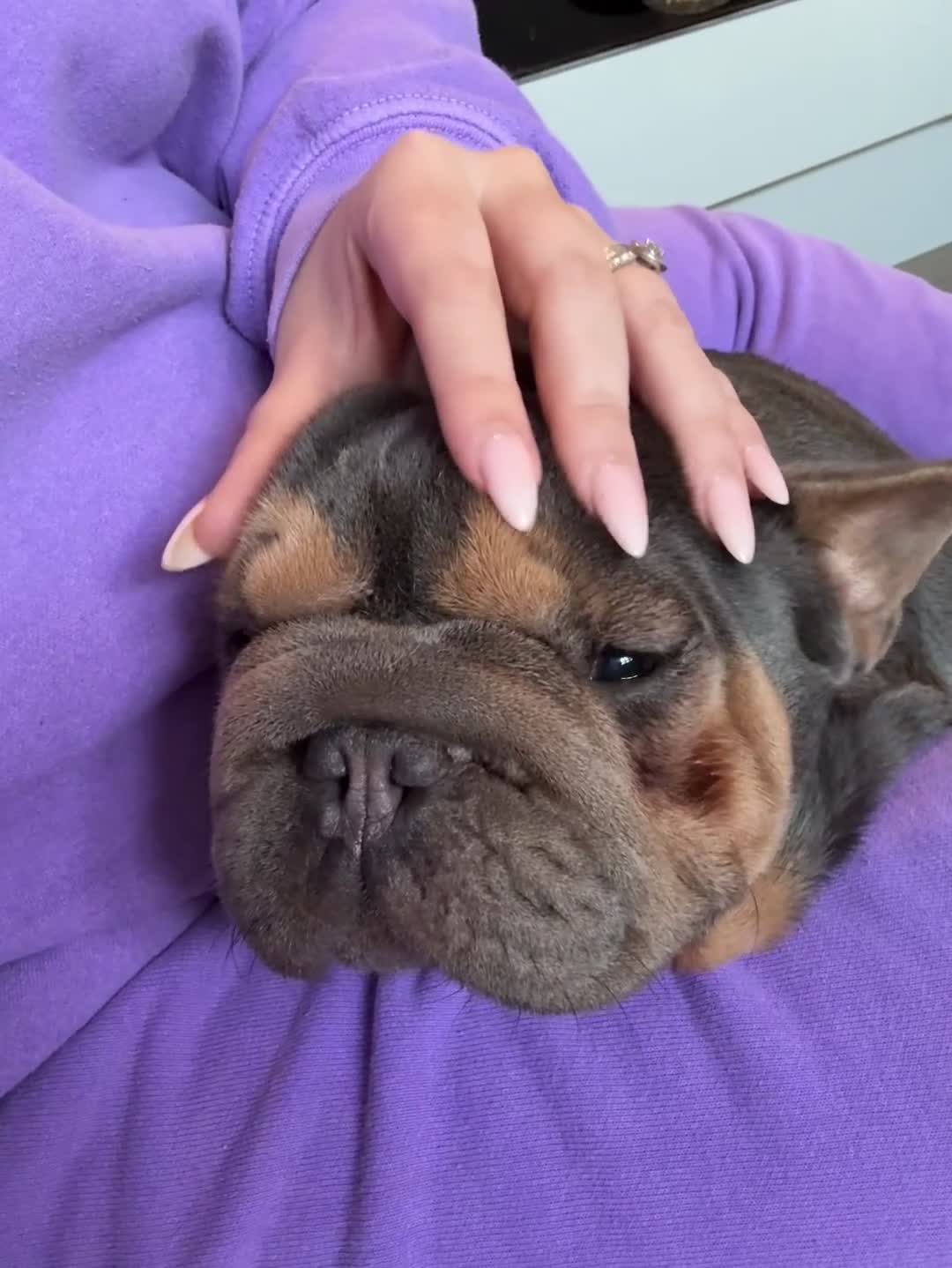 French Bulldog dogs for sale: 2 year old blue & tan KC reg girl - Video 1