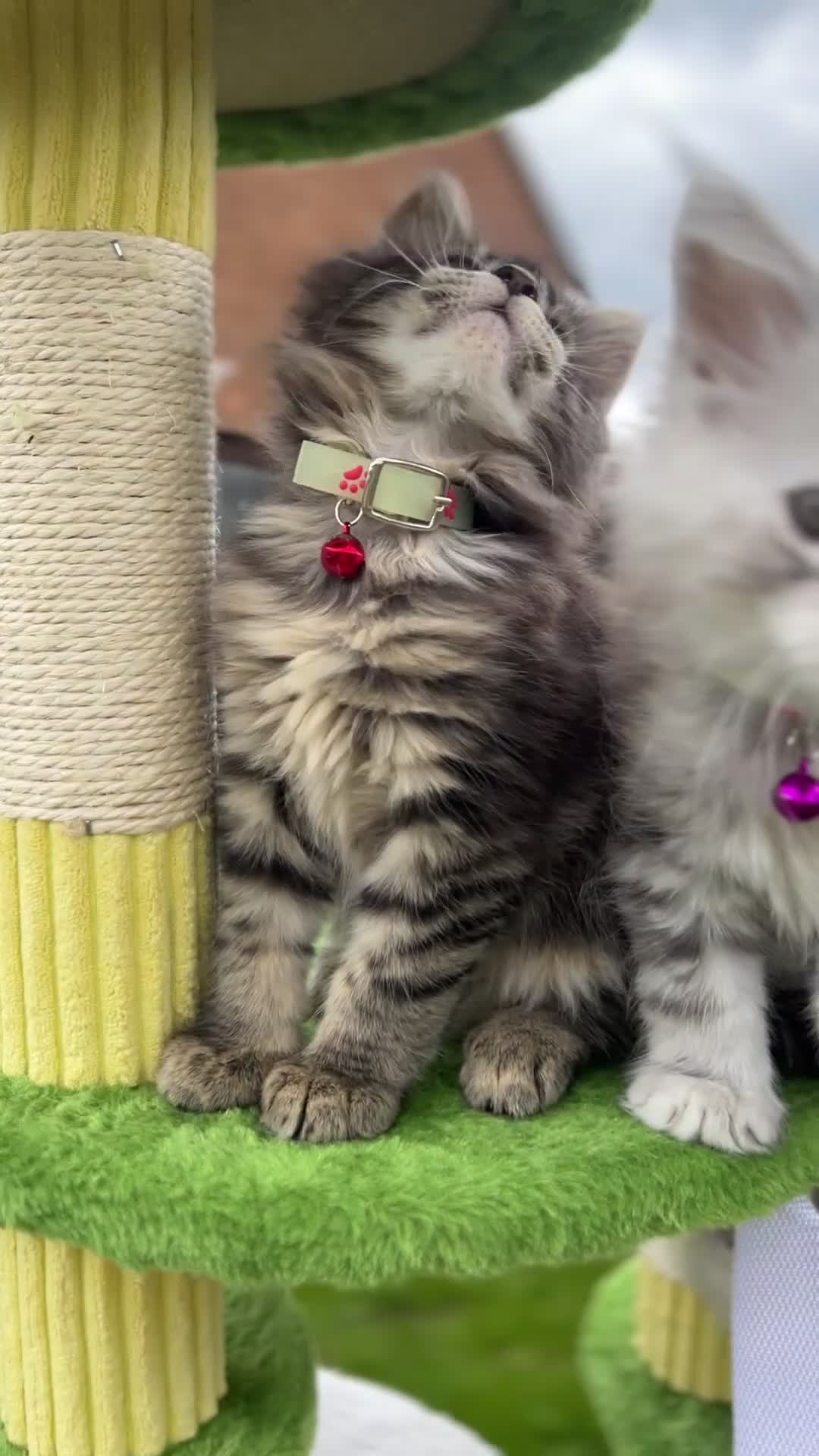 Maine Coon cats for sale: ❤️Maine Coon Girls     Excellent Bloodlines❤️ - Video 5