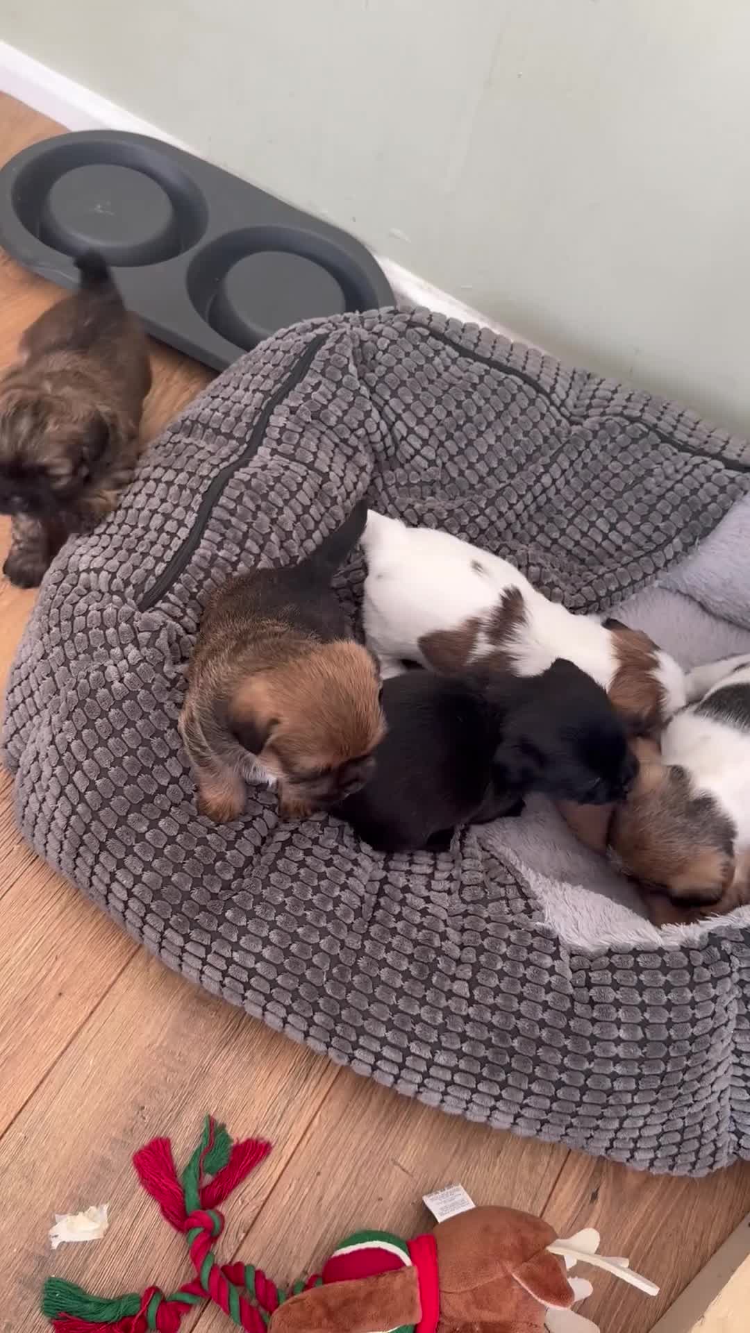 Mixed Breed dogs for sale: Beautiful pups looking for their forever home! - Video 2