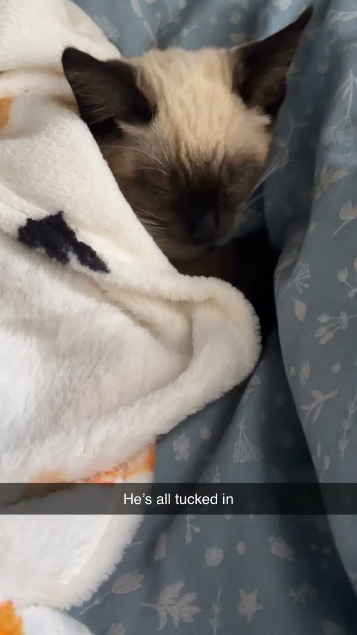 Siamese cats for sale: 2 beautiful Siamese kittens up for sale in Ashford - Video 2