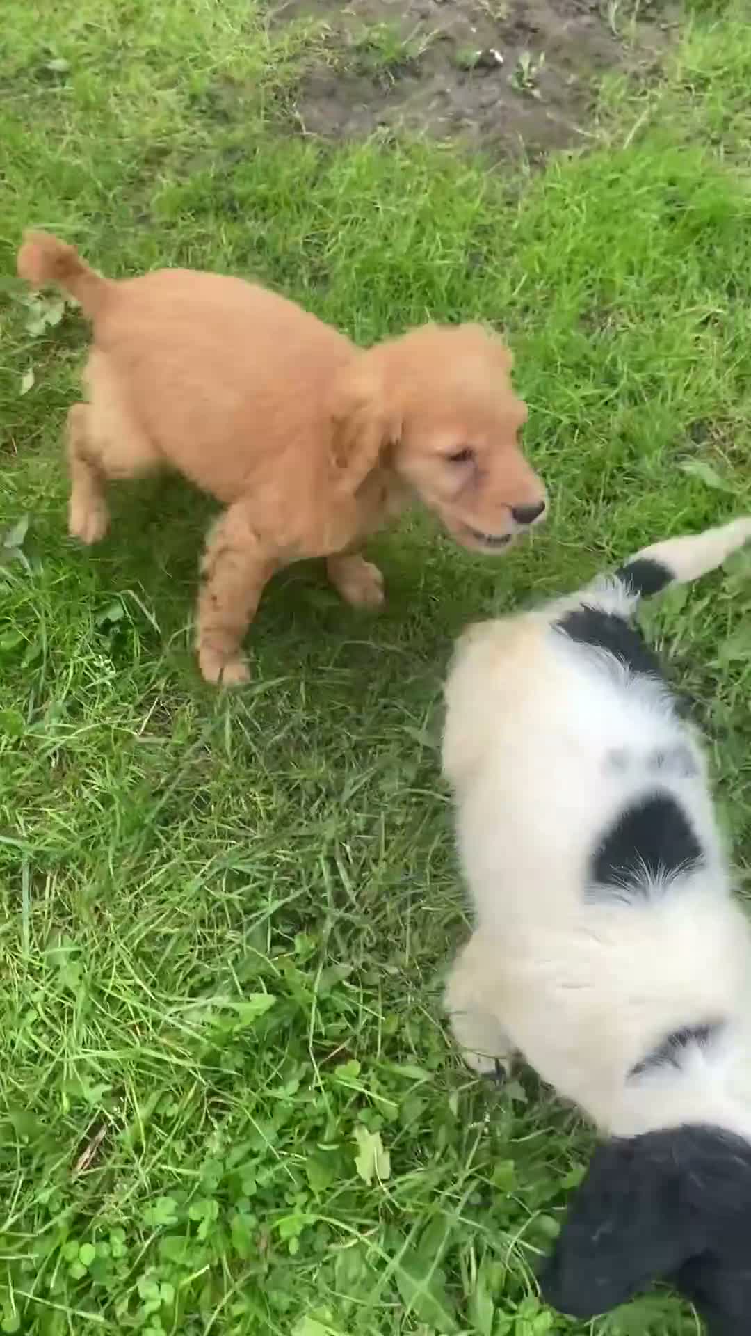 Cockapoo dogs for sale: Cockapoo puppys - Video 1