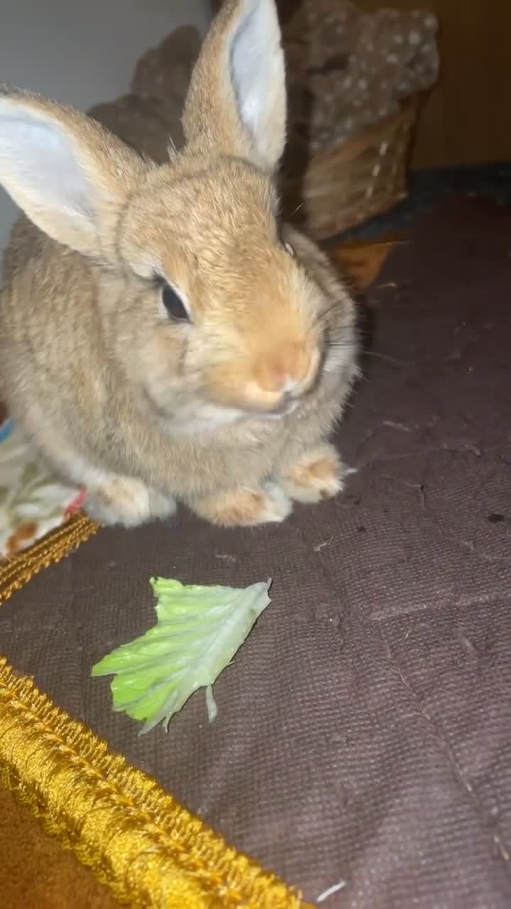 Dwarf Lop rabbits for sale: Dwarf female rabbit  - Video 2