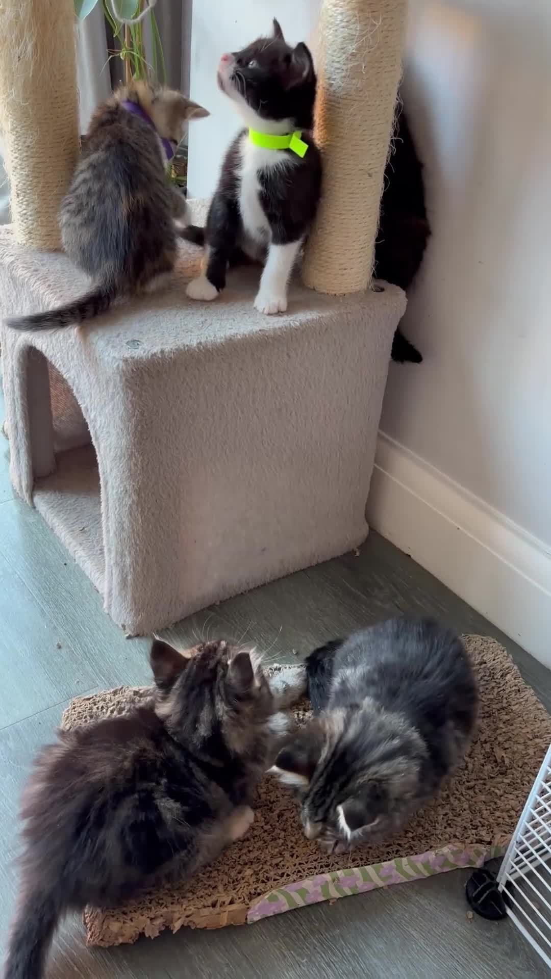 Mixed Breed cats for sale: 6 beautiful kittens. Excellent colours - Video 2