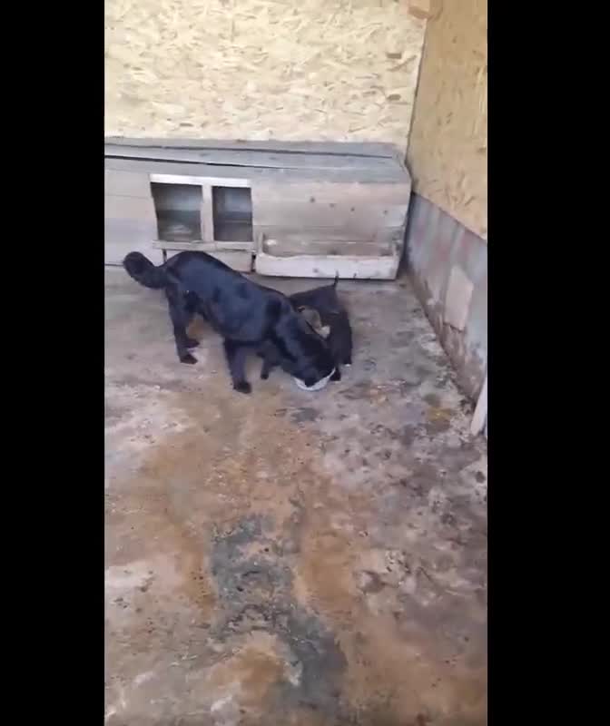 Mixed Breed dogs for adoption: 💝 💝🐾🐾INTRODUCING PUPPY GIRL PEPSI 🐾🐾🐾🐾🐾 - Video 1