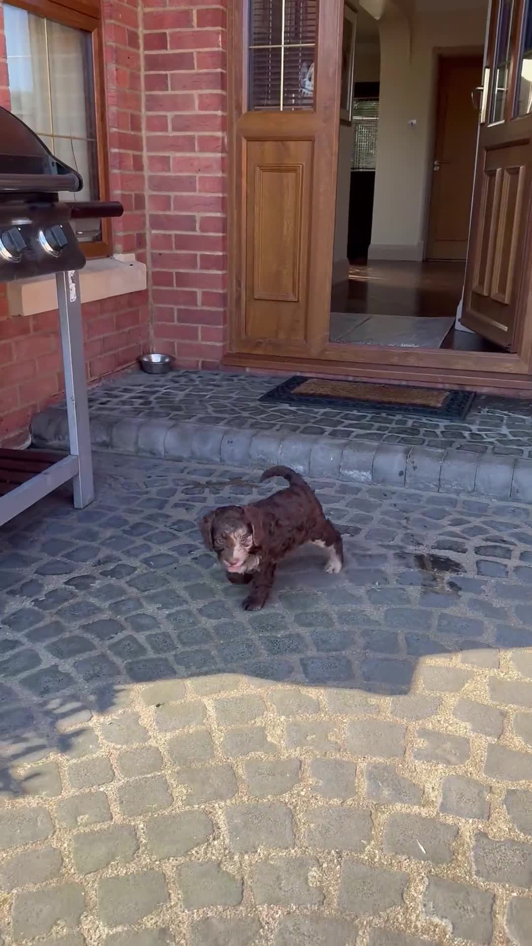 Cockapoo dogs for sale: ** CHOC MERLE & CHOC F1 COCKAPOO PUPS ** - Video 1