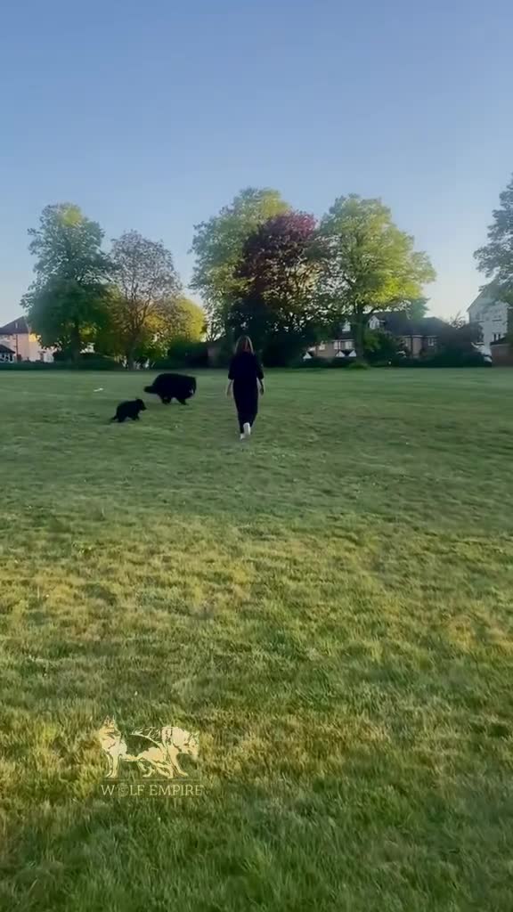 German Shepherd dogs for sale: Beautiful Gsd,Puppies  - Video 1