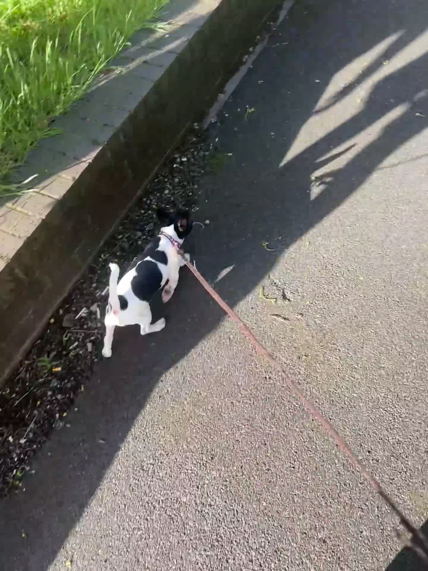 Mixed Breed dogs for sale: Dapple the 6 month old pup - Video 1