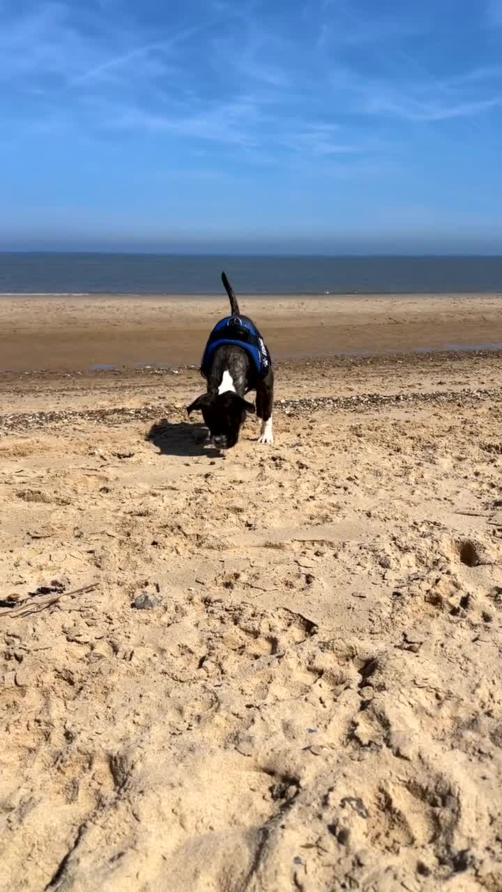Staffordshire Bull Terrier dogs for sale: Eddie is 3 in Dec he is a gorgeous boy - Video 3