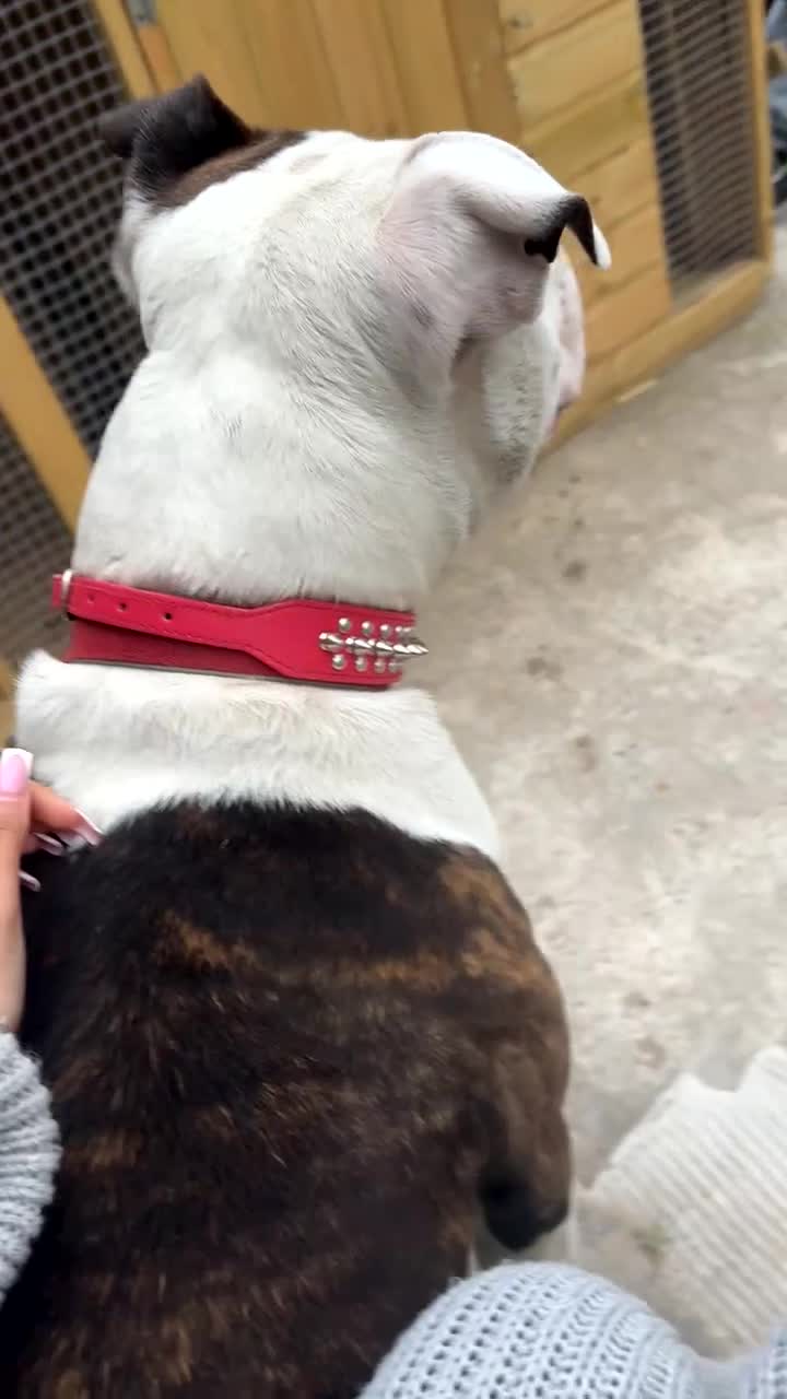 American Bulldog dogs for sale:  american bull dog  in Bradford - Video 3