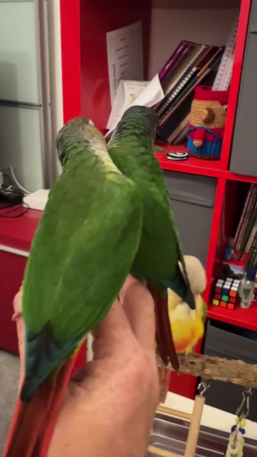 Conures birds for sale: 3 tamed beautiful baby conures - £250 each - Video 1