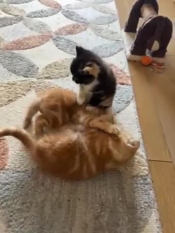 Mixed Breed cats for sale: 3 beautiful kittens for sale.  - Video 1