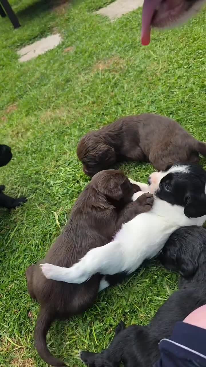 Sprocker dogs for sale: Sprocker puppies in Fraserburgh - Video 1