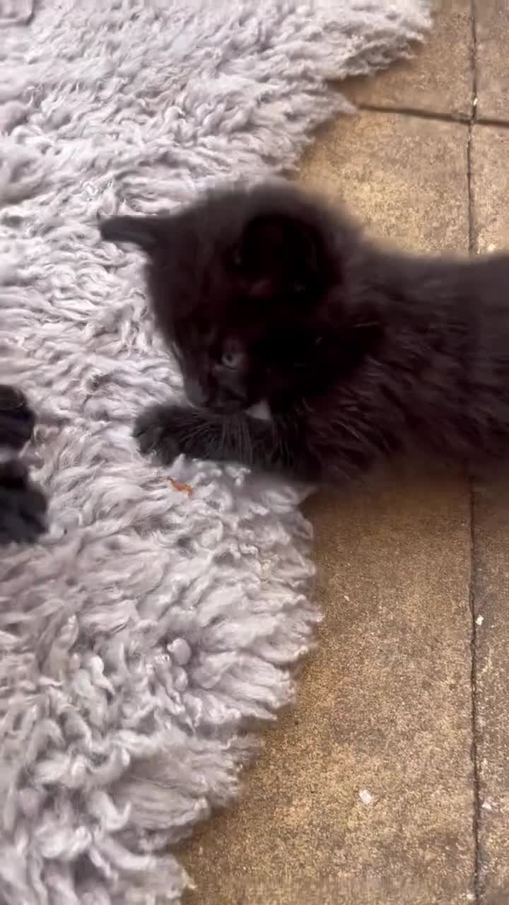 Mixed Breed cats for sale: 6 Kittens for sale - Video 2