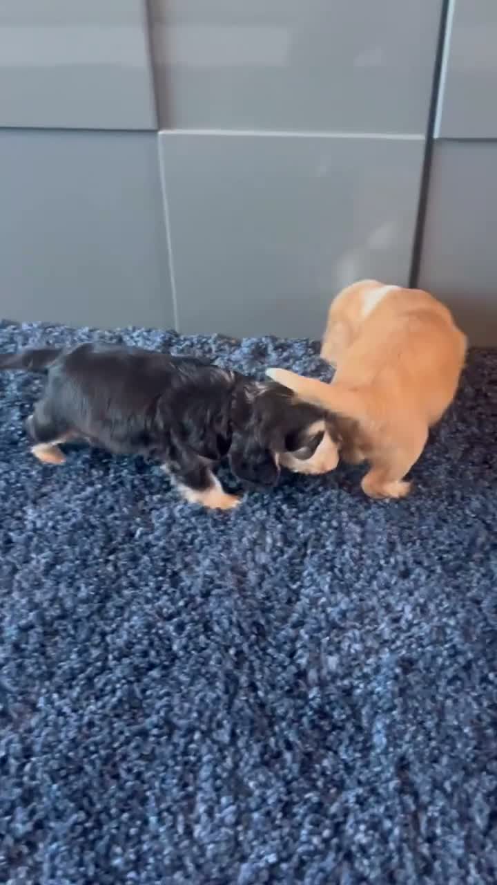 Cocker Spaniel dogs for sale: 💙 Exceptional show type health tested boys 💙 - Video 1