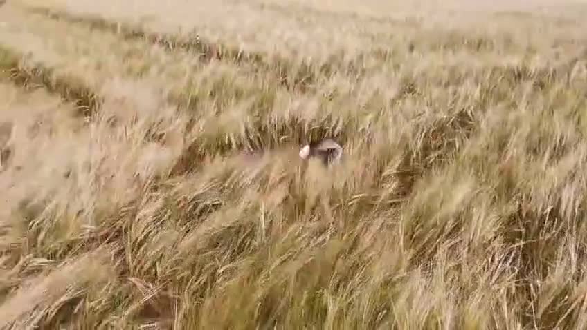 Mixed Breed dogs for adoption: Gus is ready to steal your heart - Video 2