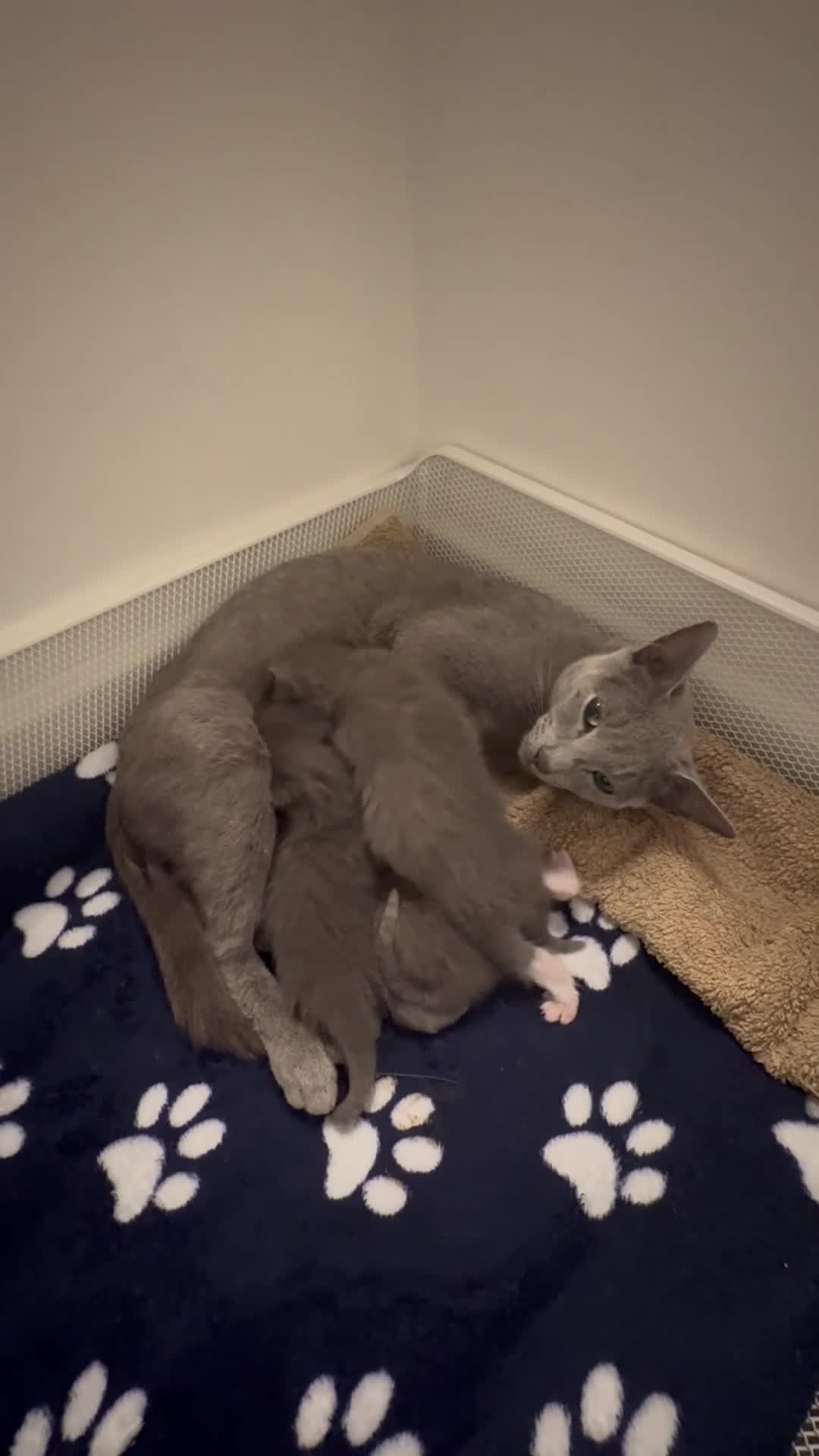 Mixed Breed cats for sale: Ragdoll cross Russian blue kittens in Barnet - Video 4