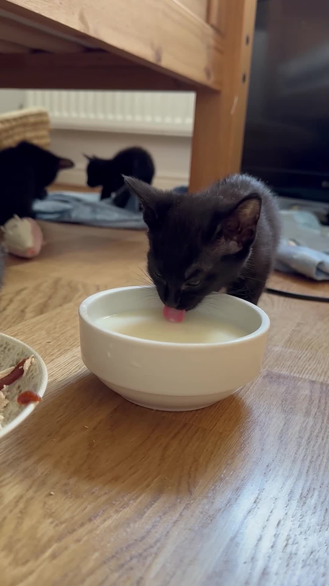 Oriental cats for sale: Oriental Kittens for sale (9 available) - Video 1