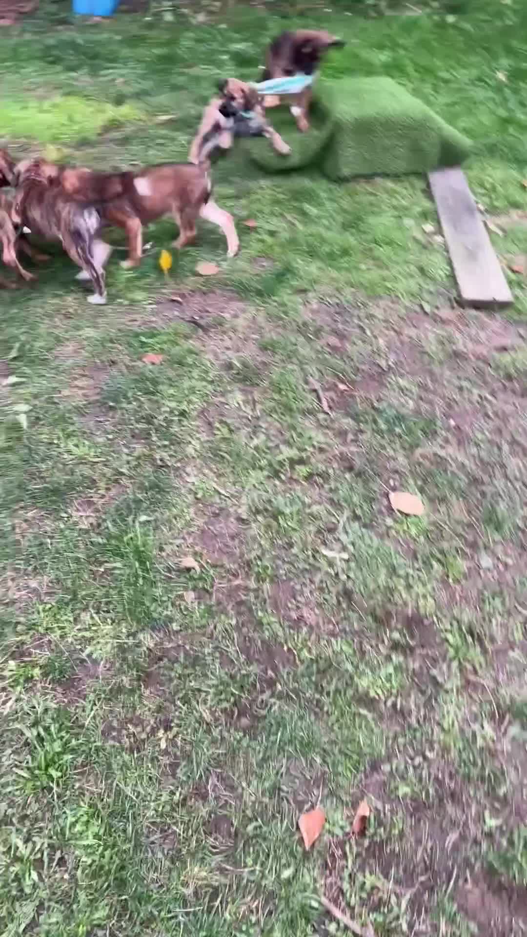 Mixed Breed dogs for sale: Spaniel cross - Video 1