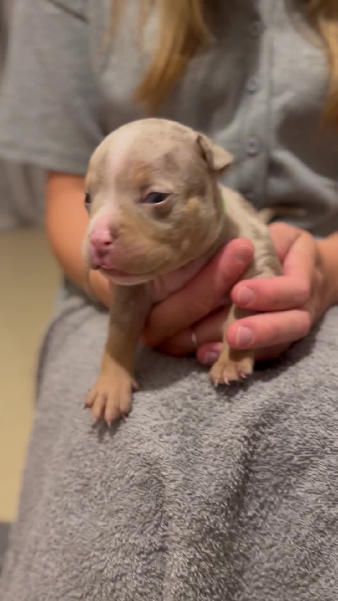 American Bully dogs for sale: American Pocket Bullys - Video 4