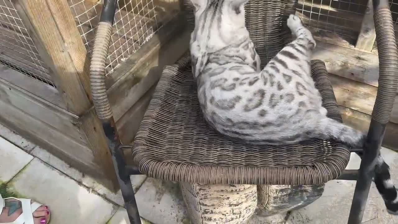 Bengal cats for sale: Beautiful silver boy  - Video 1