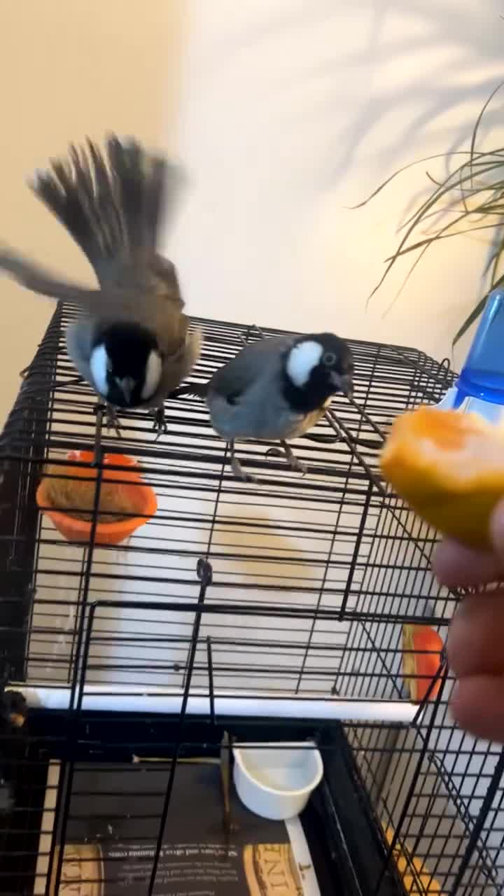 Mixed Breed birds for sale: White ears bulbuls - Video 5