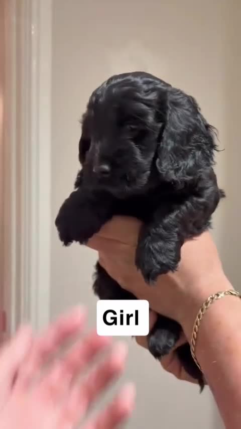 Cockapoo dogs for sale: Cockapoo puppies Both brown boys now sold  - Video 1
