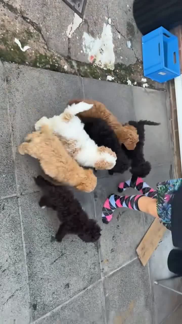 Cockapoo dogs for sale: Miniature cockapoo puppies - Video 1