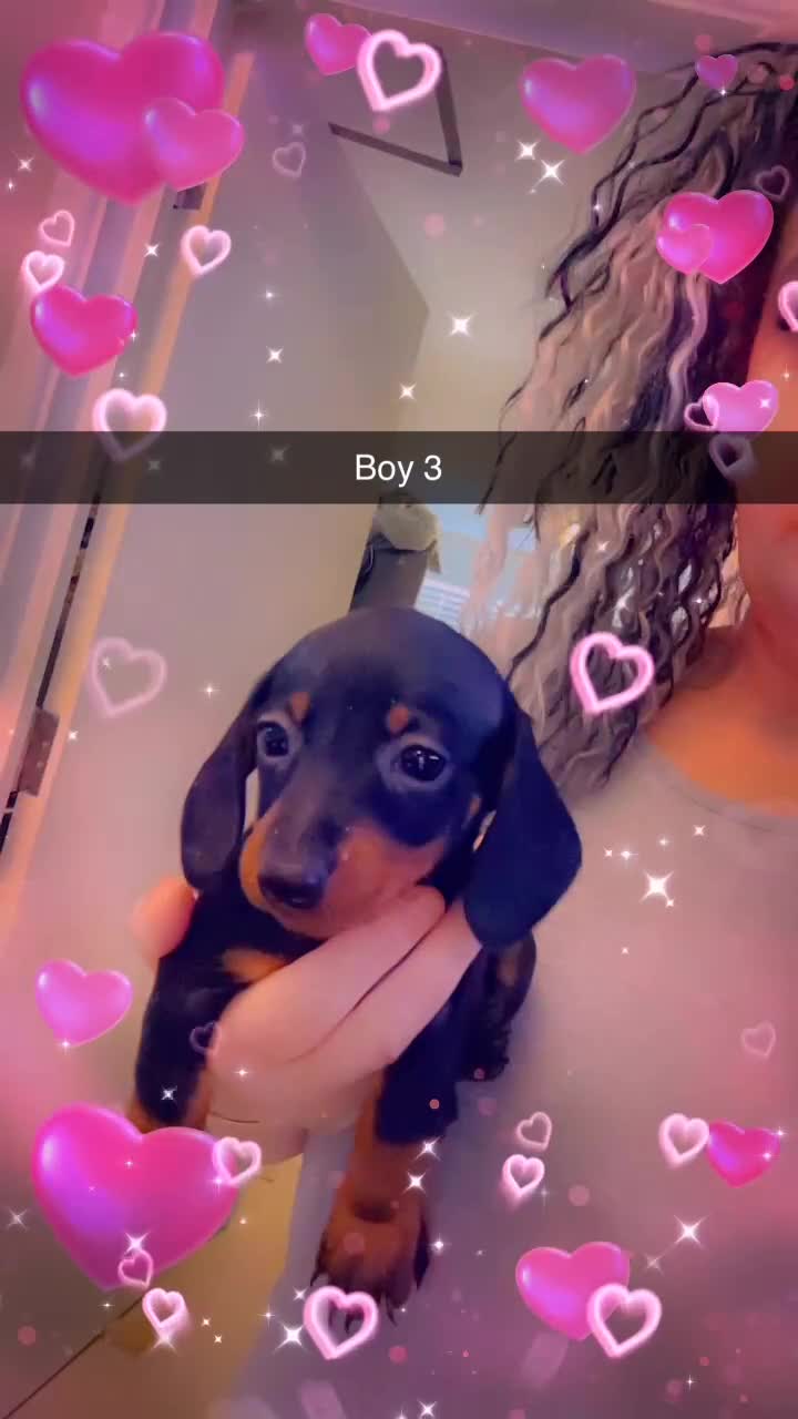 Miniature Dachshund dogs for sale: Beautiful miniature dachshunds  - Video 1