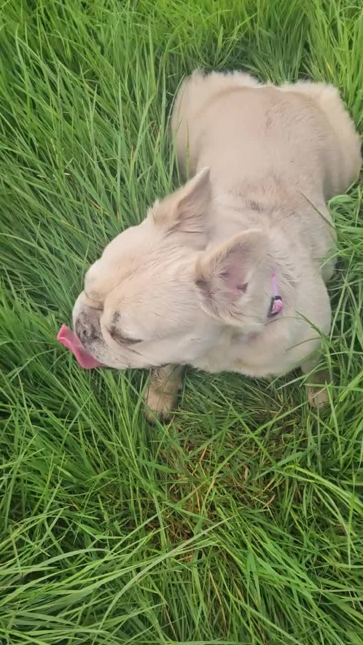 French Bulldog dogs for stud: Licensed breeder! Fluffy frenchie litter due July  - Video 1