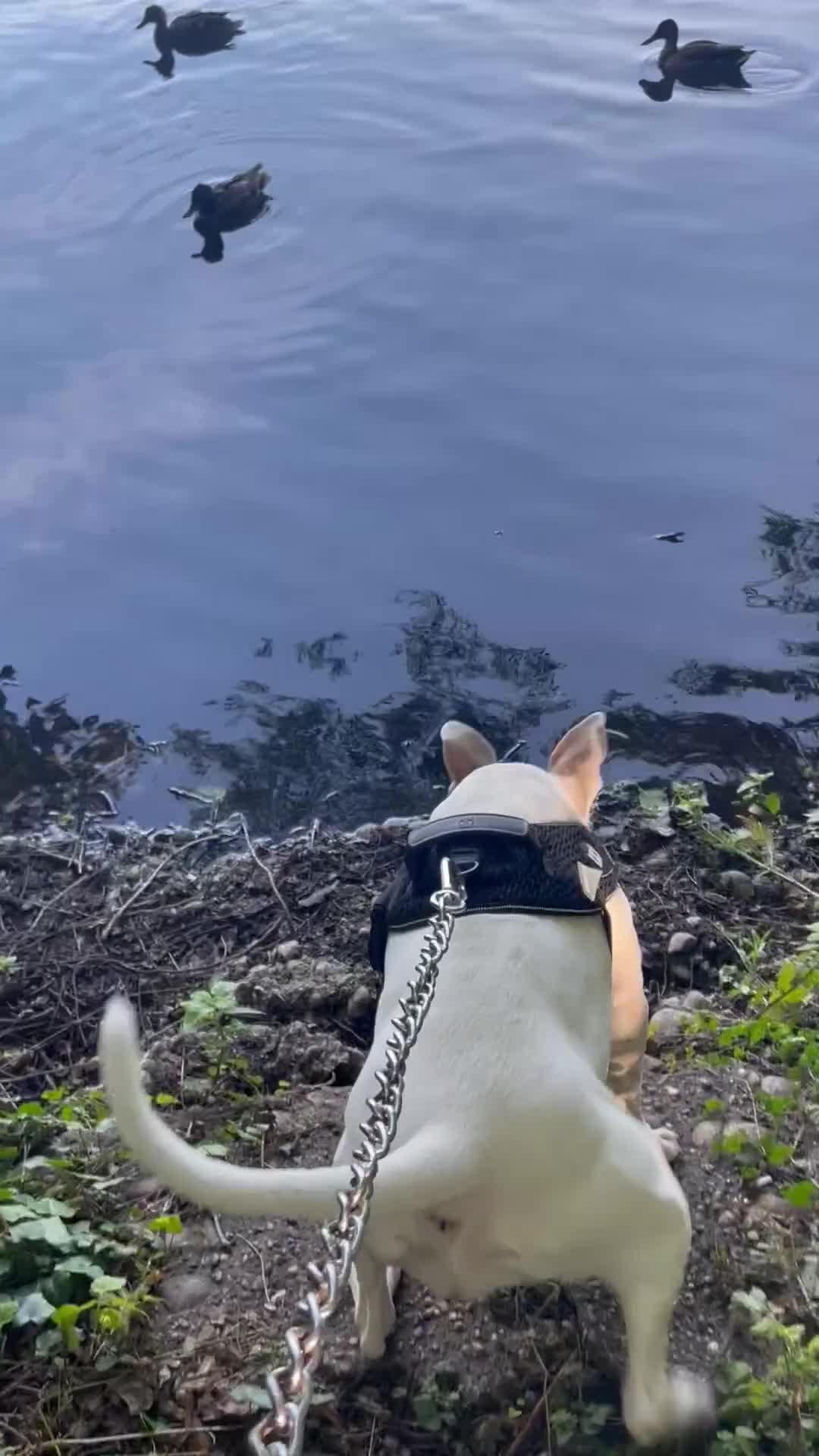 Mixed Breed dogs for sale: Presa canairo x American bulldog  - Video 1